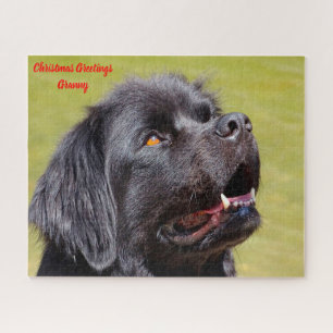 Neufundländer Hund. Puzzle