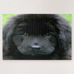 Neufundländer Hund. Puzzle