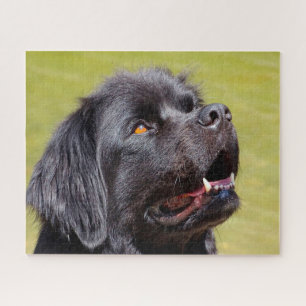 Neufundländer Hund. Puzzle