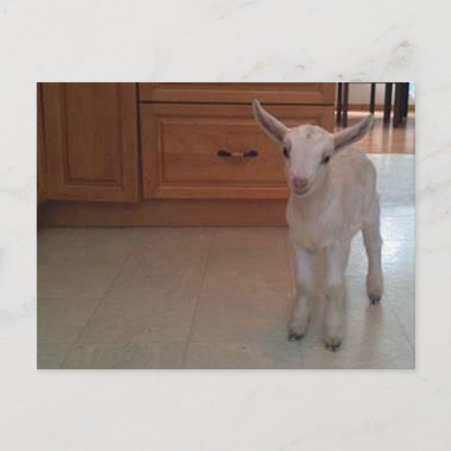 Neugeborene Doelings Postcard Postkarte (Vorderseite)