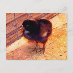 Neugeborene Küken (2) Postcarfd Postkarte
