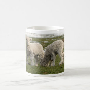 Neugeborene Lämmer Kaffeetasse