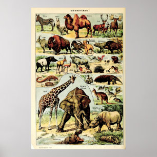 Neugeborene Millot Naturkreaturen Säugetiere Poster