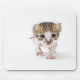Neugeborenes Kätzchen Mousepad