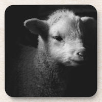 Neugeborenes Lamm