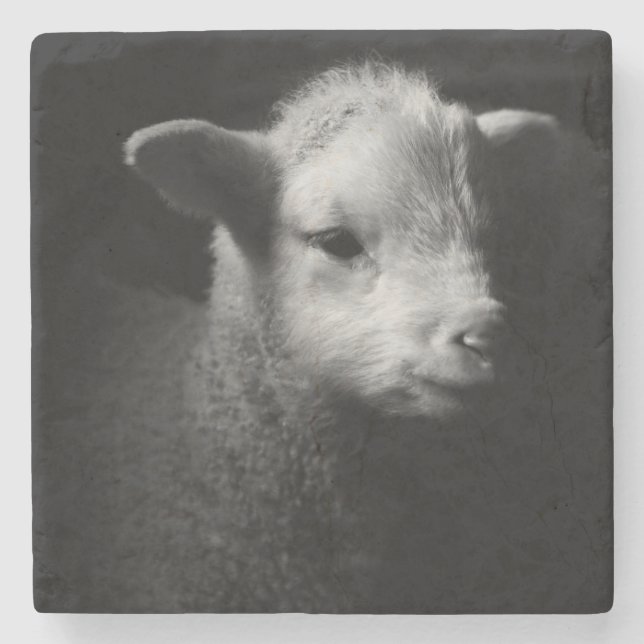 Neugeborenes Lamm Steinuntersetzer (Vorderseite)