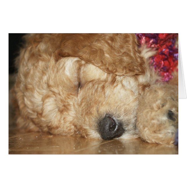 Neugeborenes Series-02 (Vorderseite (Horizontal))