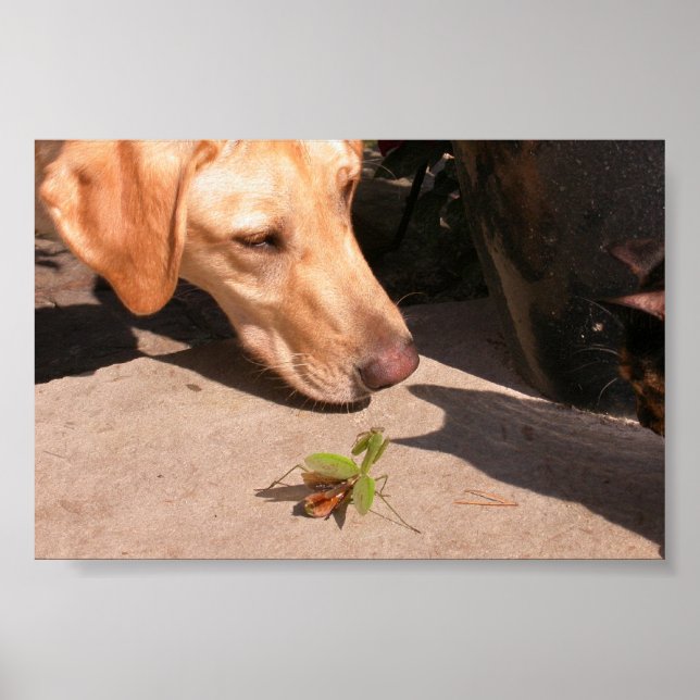 Neugier Poster (Vorne)