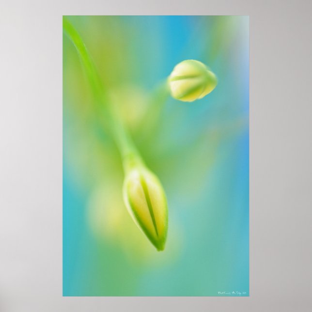 Neugierde Poster (Vorne)