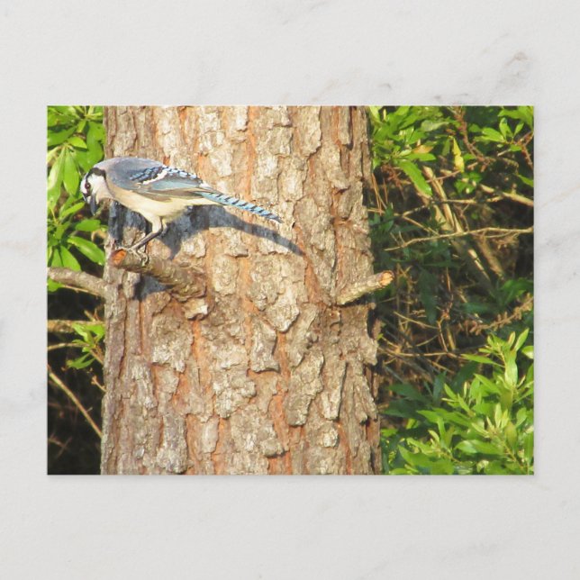 Neugierig blauer Jay Postcard Postkarte (Vorderseite)