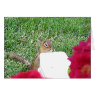 Neugierig Chipmunk