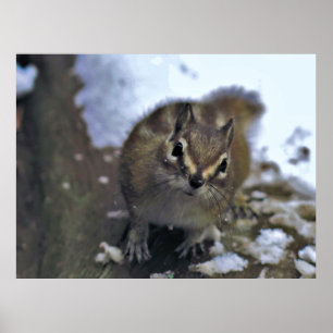 Neugierig Chipmunk Poster