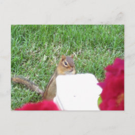Neugierig Chipmunk Postkarte
