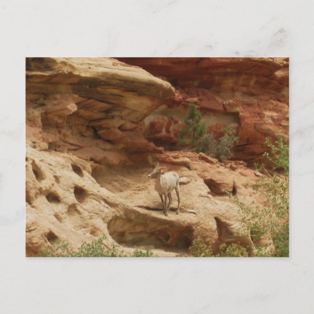 Neugierig... Postkarte (Vorderseite)