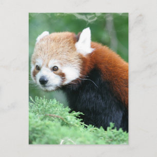 Neugierig Red Panda Postcard Postkarte