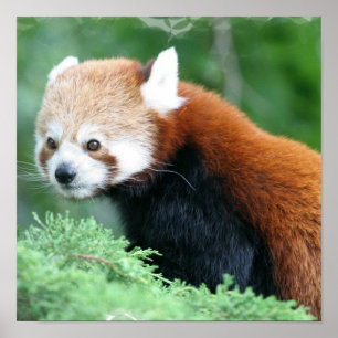 Neugierig Red Panda Poster
