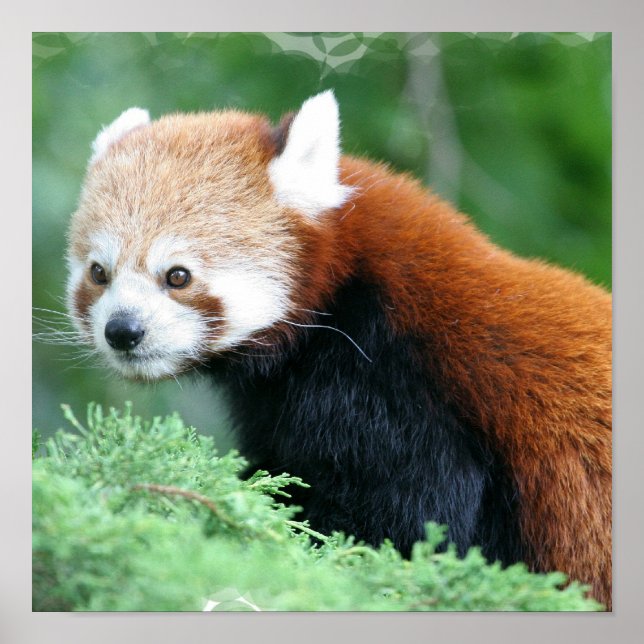 Neugierig Red Panda Poster (Vorne)