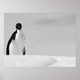 Neugierige Adelie Penguin Stehend für antarktische Poster