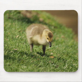 Neugierige Baby-Gans und der Baby-Pilz Mousepad