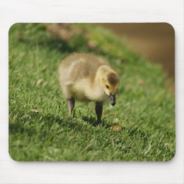 Neugierige Baby-Gans und der Baby-Pilz Mousepad (Vorne)