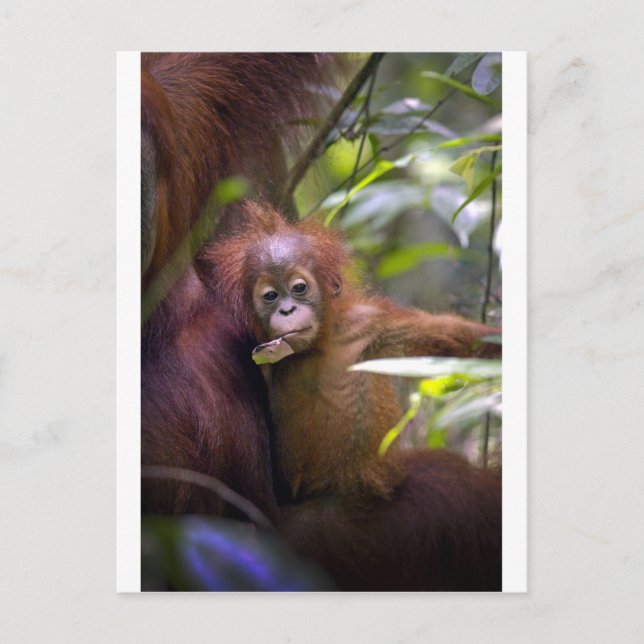 Neugierige Baby-Orang-Utan in den Armen von Mütter Postkarte (Vorderseite)