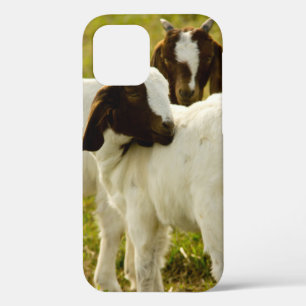 Neugierige Boerziegen auf sonniger Weide Farm Natu Case-Mate iPhone Hülle