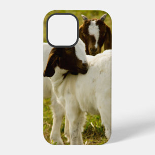 Neugierige Boerziegen auf sonniger Weide Farm Natu iPhone 12 Pro Hülle