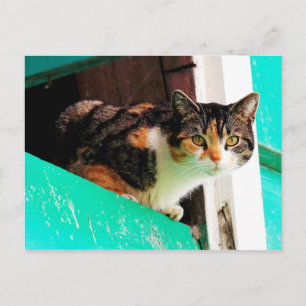 Neugierige Calico Katze auf Aquamarine Postkarte