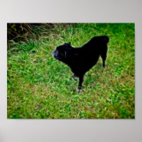 Neugierige Canine in brillanten Fibers auf Black