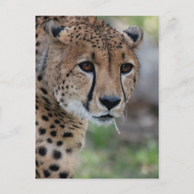 Neugierige Cheetah Postcard Postkarte (Vorderseite)