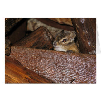 Neugierige Chipmunk-Grußkarte