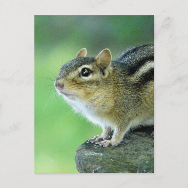 Neugierige Chipmunk-Postkarte Postkarte (Vorderseite)