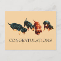 Neugierige Dachshund-Welpen Doxie Hunde Gratulatio