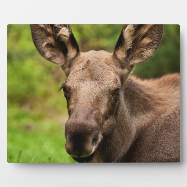 Neugierige Elose Fotoplatte (Vorderseite)