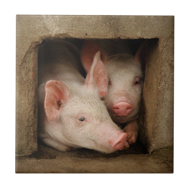 Neugierige Ferkel Fliese (Vorderseite)