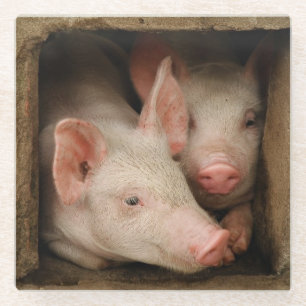 Neugierige Ferkel Glasuntersetzer