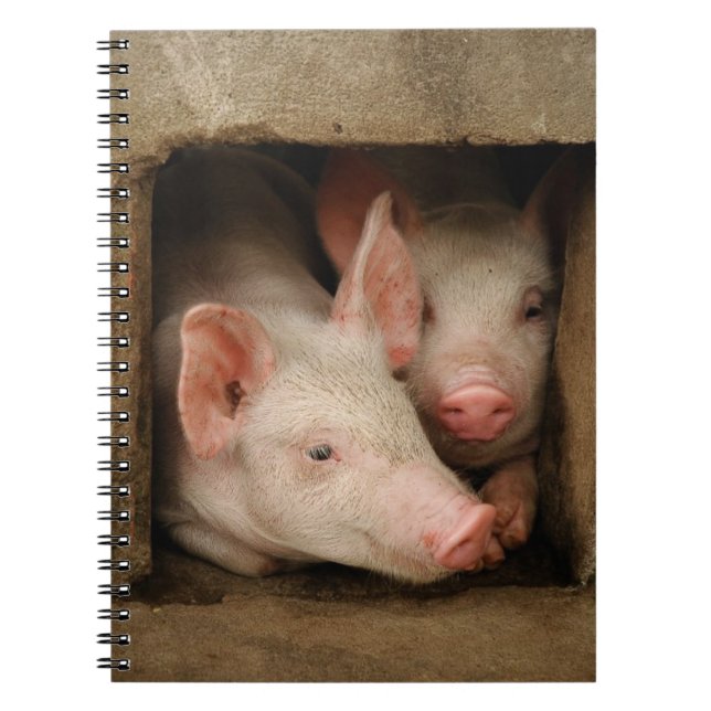Neugierige Ferkel Notizblock (Vorderseite)