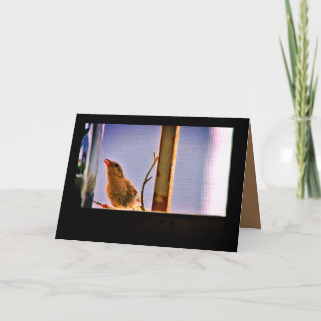 Neugierige Fink Karte (Vorderseite)