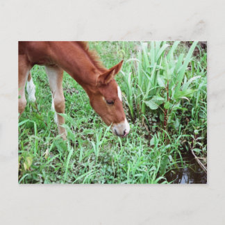 Neugierige Fohlen Postkarte 2