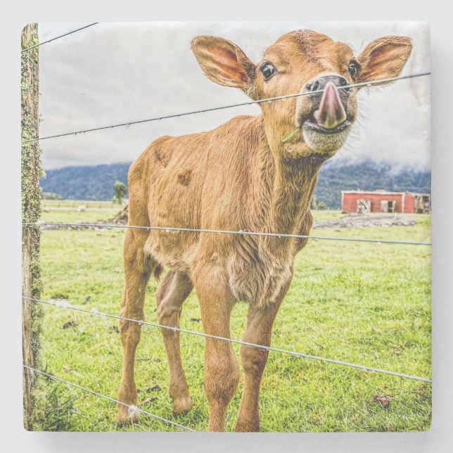 Neugierige Kalb-Stein-Untersetzer Steinuntersetzer (Vorderseite)