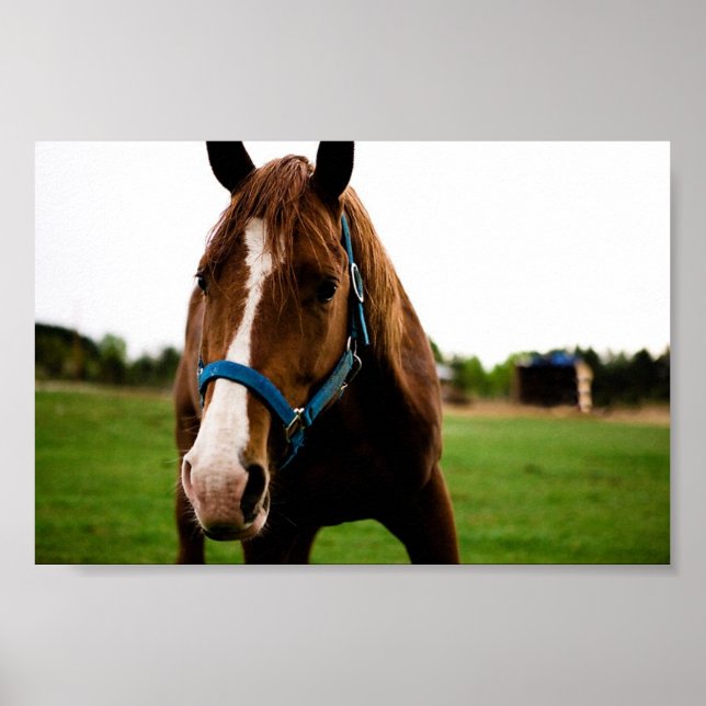 Neugierige Kastanie Poster (Vorne)