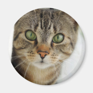 neugierige Katze Magnet