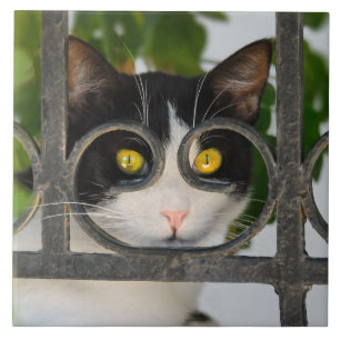 Neugierige Katze mit Spektakeln Bilderrahmen Funny Fliese