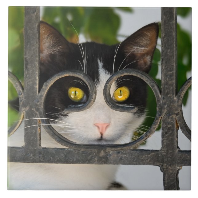 Neugierige Katze mit Spektakeln Bilderrahmen Funny Fliese (Vorderseite)