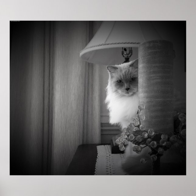 Neugierige Katze, Poster (Vorne)