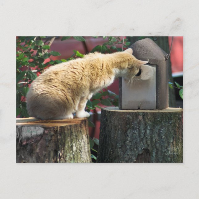 Neugierige Katze, Postkarte (Vorderseite)