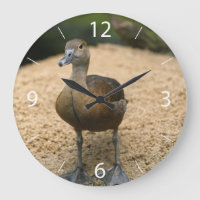 Neugierige kleine Ente