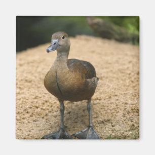 Neugierige kleine Ente Magnet
