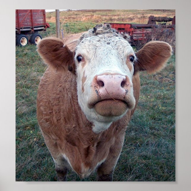 Neugierige Kuh Poster (Vorne)