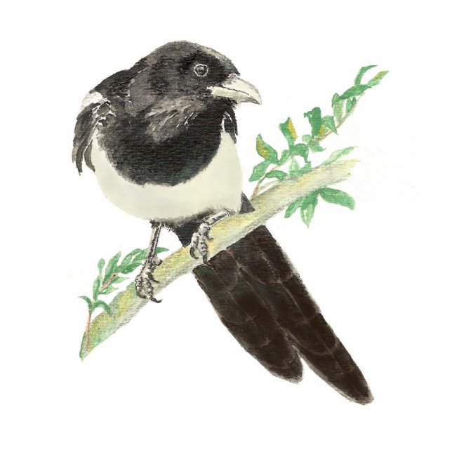 Neugierige Magpie, Blick auf dich, Spaß Bird Freistehende Fotoskulptur (Vorne)